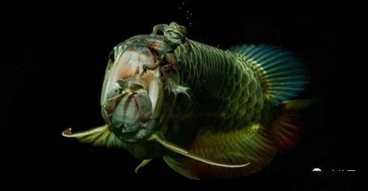 龍魚有黑鱗片：黑龍魚鱗片發(fā)黑怎么辦