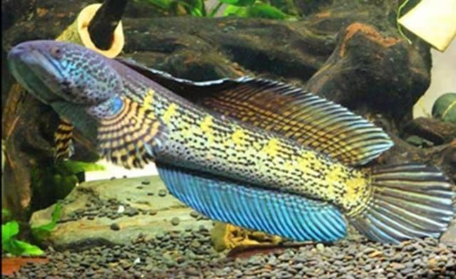 雷龍魚(yú)黃金眼鏡蛇，雷龍魚(yú)黃金眼鏡蛇的天敵有哪些雷龍魚(yú)黃金眼鏡蛇市場(chǎng)價(jià)格
