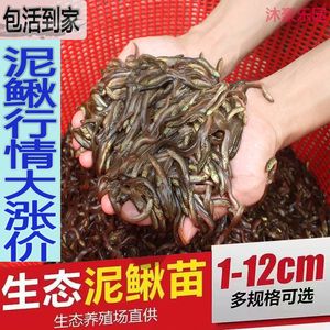龍魚 泥鰍：龍魚可以吃泥鰍嗎