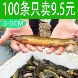 龍魚 泥鰍：龍魚可以吃泥鰍嗎