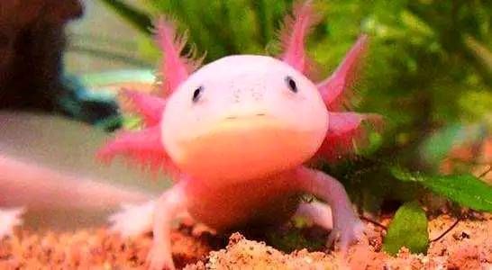 龍魚拉的屎是白色的嗎