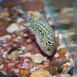 龍魚幼苗不開口：關于“龍魚幼苗不開口”的研究