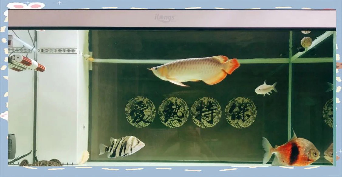 甲硝唑對龍魚安全嗎？