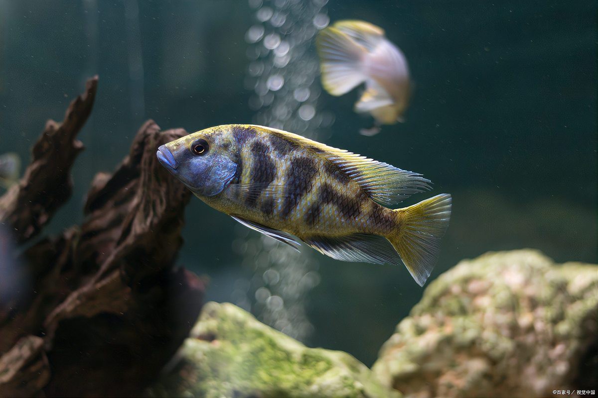 給我更多紅龍魚混養案例