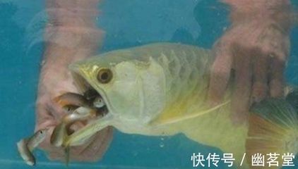金龍魚幼崽吃什么飼料，金龍魚幼崽飼料制作方法金龍魚幼崽混合喂食比例
