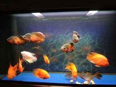 一米二的魚(yú)缸可以養(yǎng)銀龍魚(yú)嗎