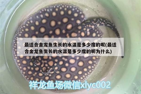 紅頭利魚適宜水溫范圍，