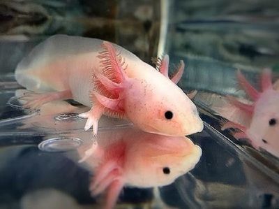 六角龍魚萌圖：世界上最呆萌的寵物魚——六角龍魚