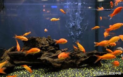 養龍魚多寬的缸就合適：養龍魚時選擇合適大小的魚缸至關重要一個合適的魚缸