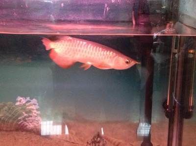 家中龍魚死掉了預示什么【家中龍魚死掉的原因】