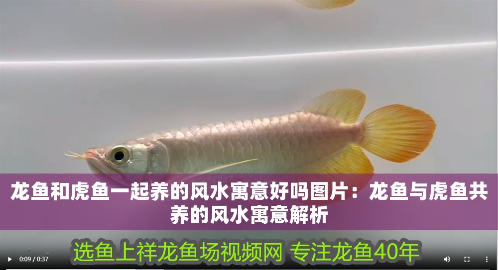 龍魚(yú)和虎魚(yú)一起養(yǎng)的風(fēng)水寓意好嗎圖片：龍魚(yú)與虎魚(yú)共養(yǎng)的風(fēng)水寓意解析