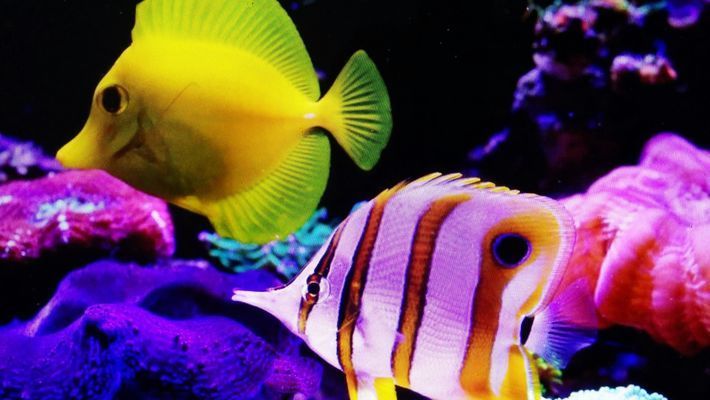 龍魚(yú)和虎魚(yú)一起養(yǎng)的風(fēng)水寓意好嗎圖片：龍魚(yú)與虎魚(yú)共養(yǎng)的風(fēng)水寓意解析