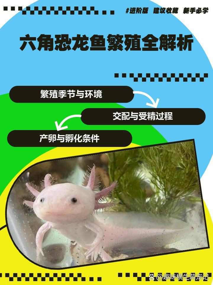 六角龍產卵用不用撈出來