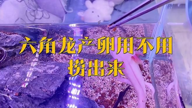 六角龍產(chǎn)卵用不用撈出來