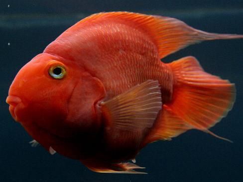 斑馬狗頭魚和龍魚混養(yǎng)可以嗎：斑馬狗頭魚與龍魚混養(yǎng)指南，挑戰(zhàn)與技巧