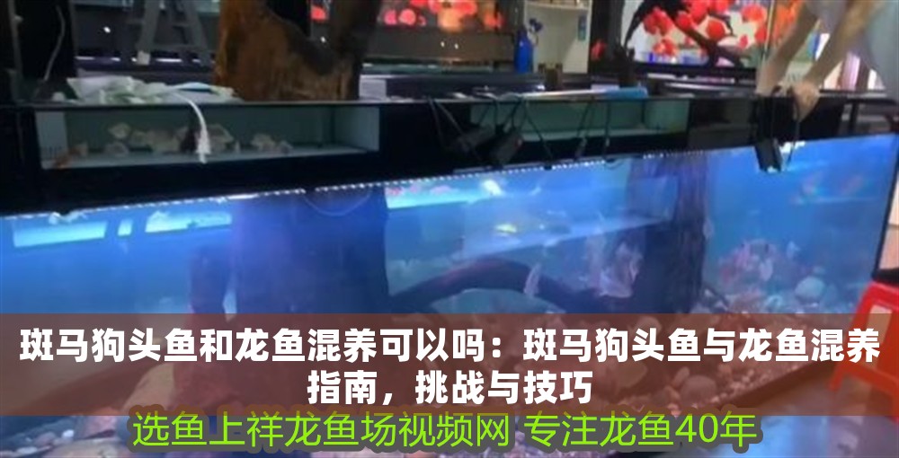 斑馬狗頭魚和龍魚混養(yǎng)可以嗎：斑馬狗頭魚與龍魚混養(yǎng)指南，挑戰(zhàn)與技巧