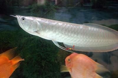 家中養(yǎng)銀龍魚養(yǎng)幾條好（家中養(yǎng)銀龍魚時(shí)，需要考慮到多個(gè)因素，養(yǎng)一條或兩條）