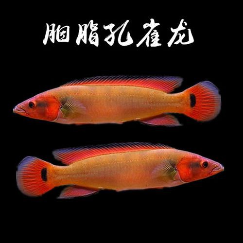 小型孔雀龍魚