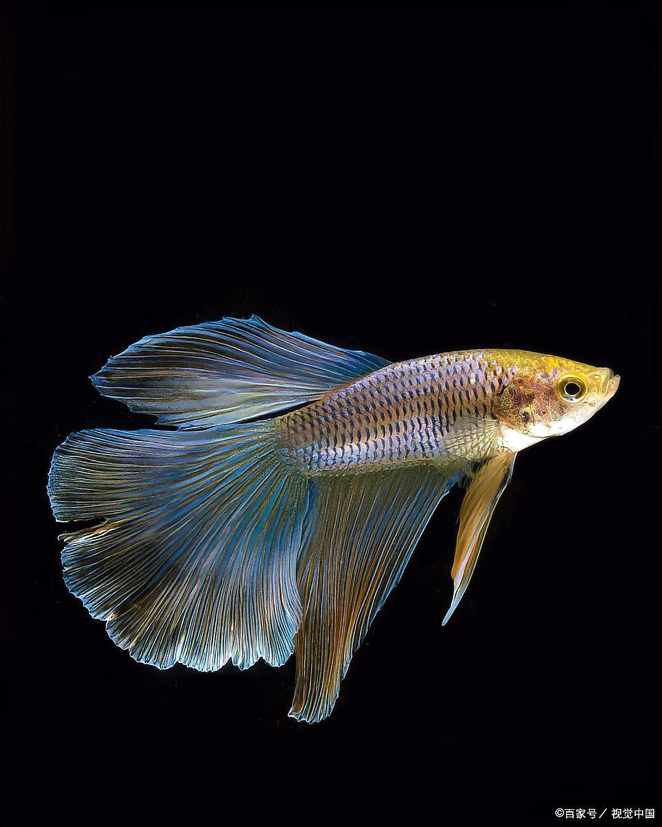 小型孔雀龍魚