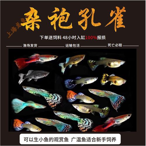 小型孔雀龍魚