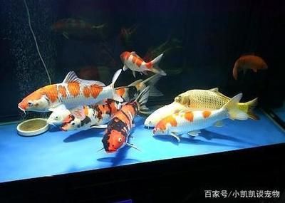 龍魚可以和金魚一起養嗎：龍魚可以和金魚一起養嗎,