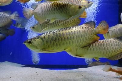 紅龍魚(yú)長(zhǎng)到60厘米需要幾年【紅龍魚(yú)生長(zhǎng)到60厘米所需時(shí)間長(zhǎng)到60厘米左右的時(shí)間】