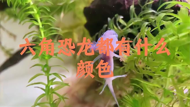 六角恐龍顏色會變嗎？