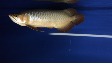 小龍魚長(zhǎng)多大能看出什么顏色（小龍魚發(fā)色過程與體長(zhǎng)密切相關(guān)）