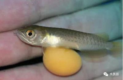 小龍魚長(zhǎng)多大能看出什么顏色（小龍魚發(fā)色過程與體長(zhǎng)密切相關(guān)）