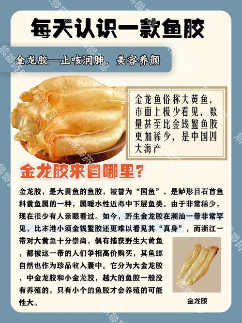 金龍魚膠適合哪些人群食用？