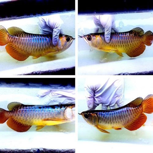 古典金龍魚價格及圖片