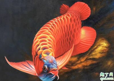 龍魚可以和鸚鵡魚混養(yǎng)嗎：龍魚與鸚鵡魚可以混養(yǎng)嗎