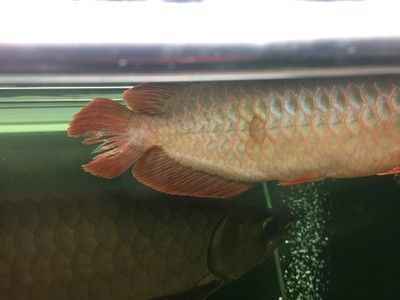 龍魚尾巴有血絲怎么辦啊：龍魚尾巴出現(xiàn)紅血絲怎么辦