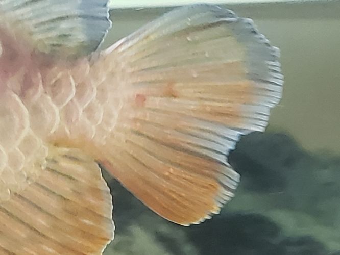 龍魚尾巴有血絲怎么辦啊：龍魚尾巴出現(xiàn)紅血絲怎么辦