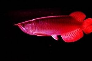 印尼綠皮辣椒紅龍魚疾病預防措施：印尼綠皮辣椒紅龍魚日常護理技巧印尼綠皮辣椒紅龍魚