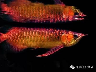 龍魚生產：龍魚的生產過程