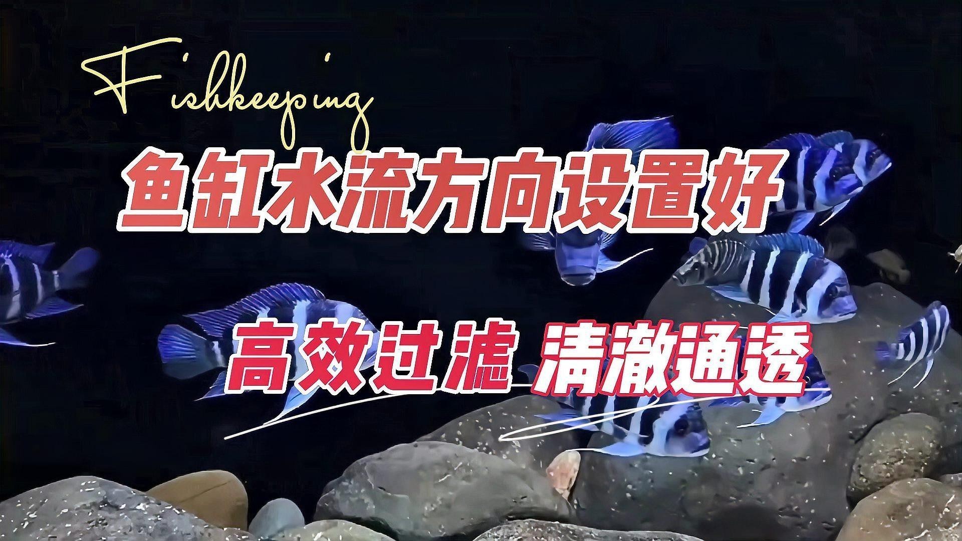 大型龍魚缸出水口位置