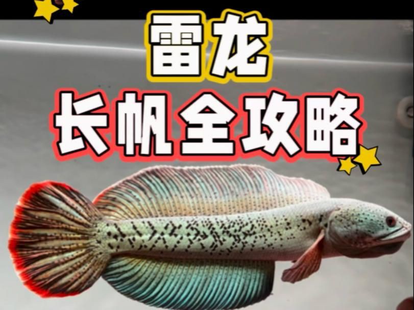雷龍魚怎么養出大帆