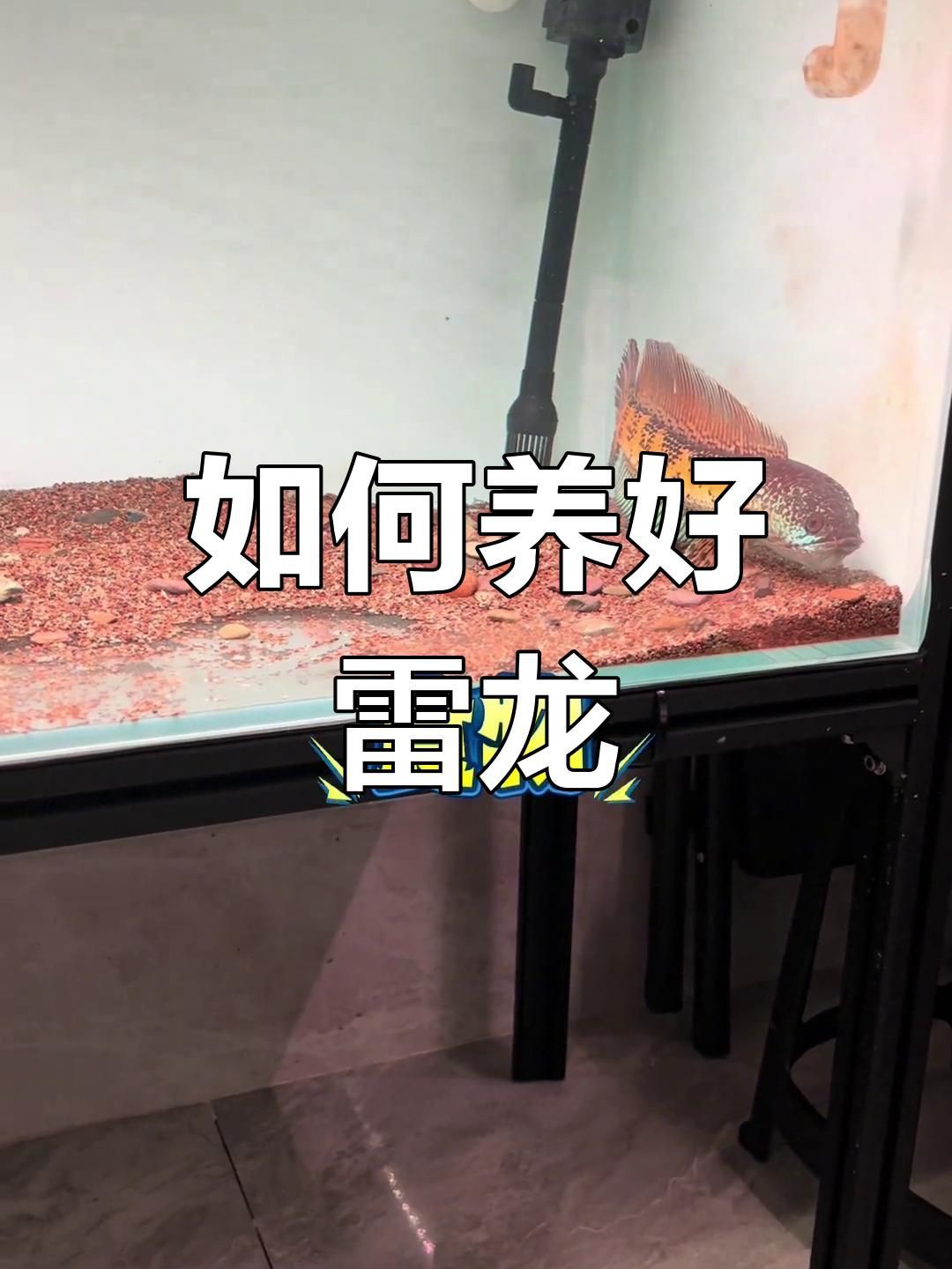 雷龍魚怎么養出大帆