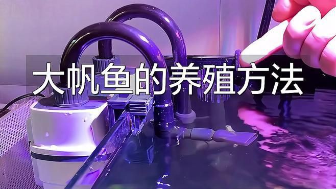 雷龍魚怎么養出大帆