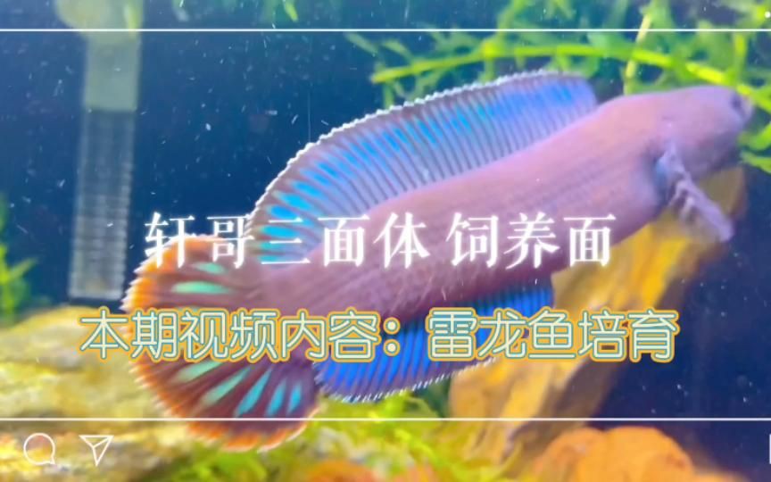 雷龍魚怎么養出大帆