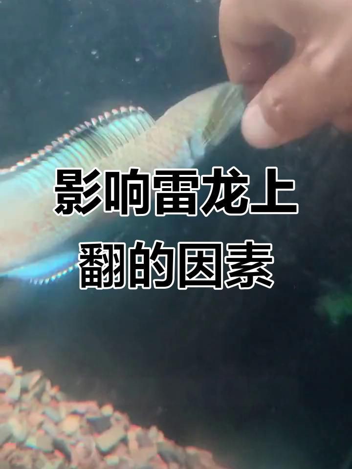 雷龍魚怎么養出大帆