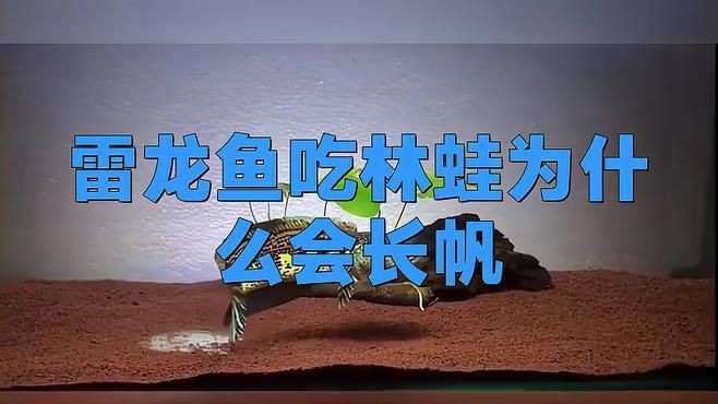 雷龍魚怎么養出大帆