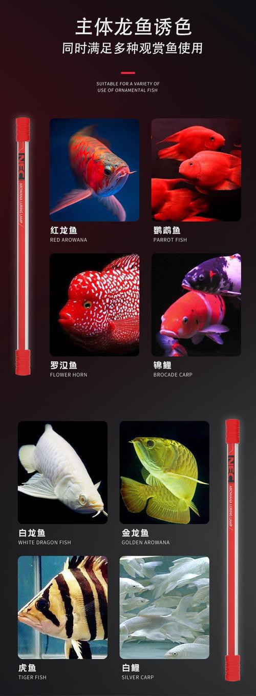 紅龍魚(yú)用什么顏色的燈好呢圖片