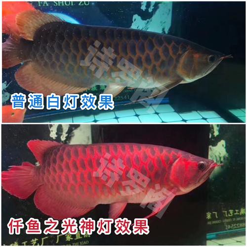 紅龍魚(yú)用什么顏色的燈好呢圖片