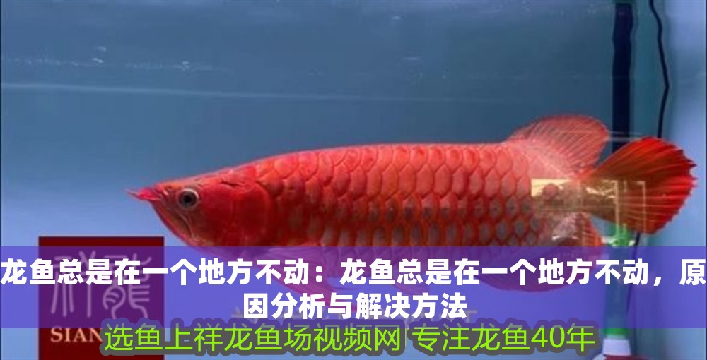 龍魚總是在一個地方不動：龍魚總是在一個地方不動，原因分析與解決方法