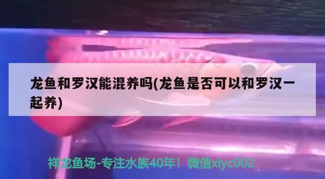 龍魚可以和羅漢養在一起嗎：龍魚和羅漢魚可以一起養嗎