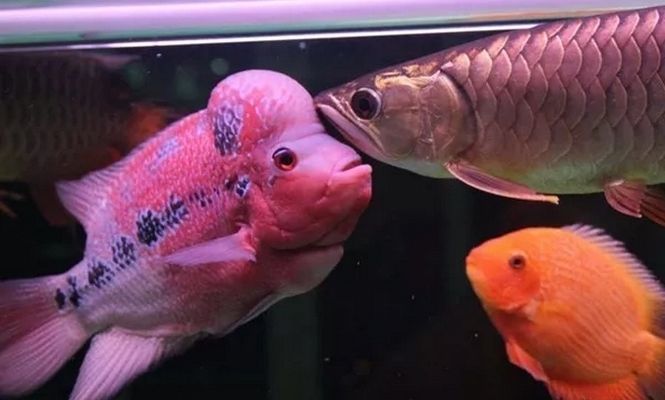 龍魚可以和羅漢養在一起嗎：龍魚和羅漢魚可以一起養嗎