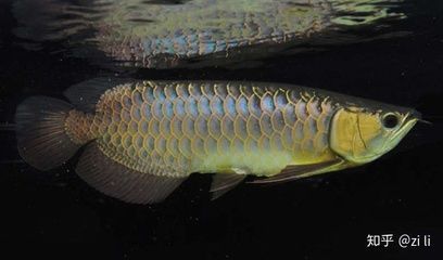 金龍魚藍底金底哪個好（藍底金龍魚與金底金龍魚飼養水質要求詳解金龍魚飼養難度）