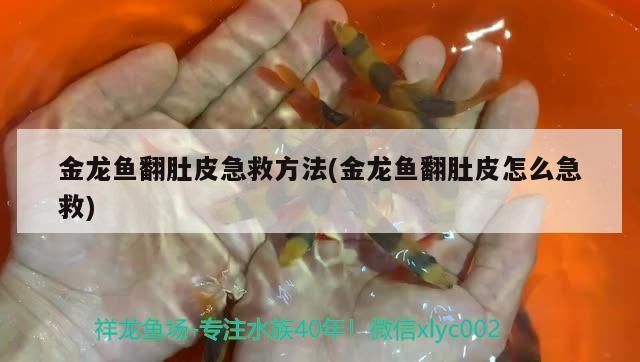 龍魚翻過來游能救嗎：龍魚翻肚急救成功率